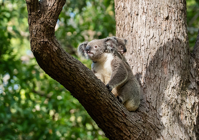 Koala sitting in a tee.